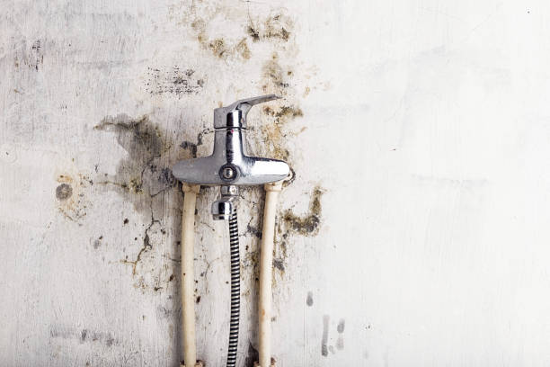 Best Mold Removal Company Near Me  in Bismarck, MO