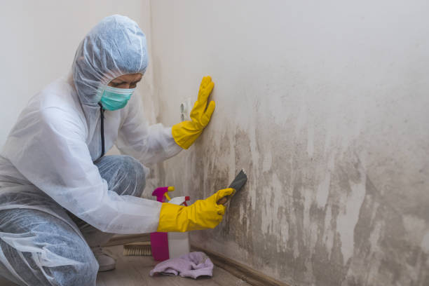 Crawl Space Mold Removal in Bismarck, MO