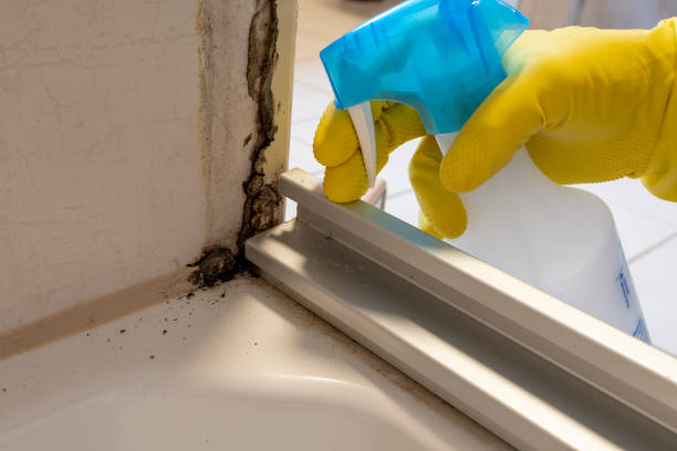 Certified Mold Removal in Bismarck, MO