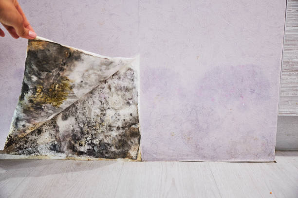 Reliable Bismarck, MO Mold Removal Solutions